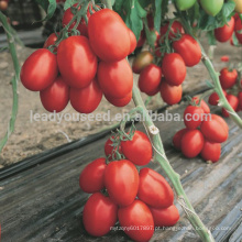 T04 hongfeng determinado f1 sementes de tomate oblongas híbridas